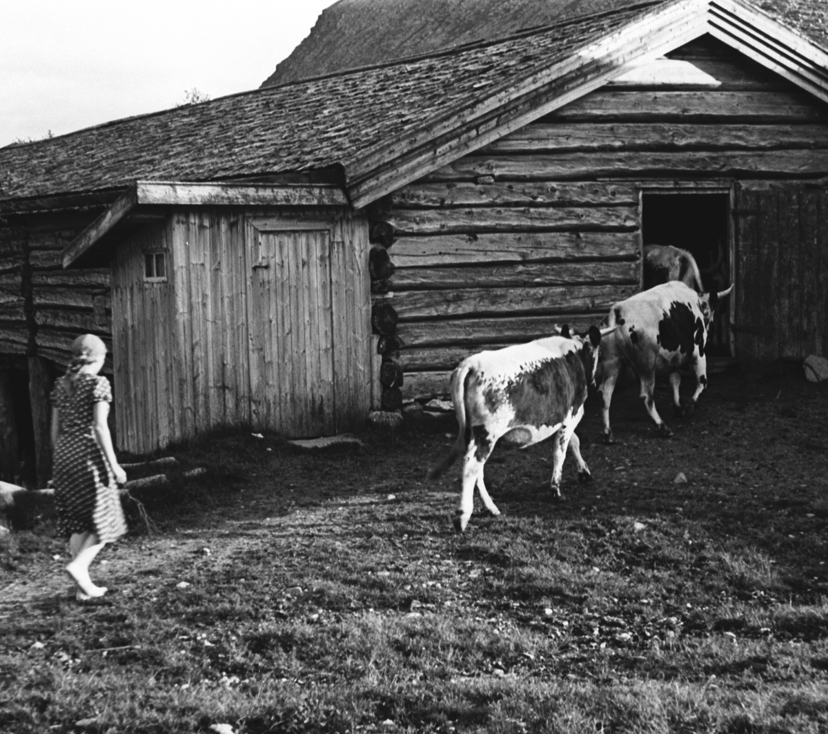 Seterjente med bølingen.  Nå er det melking som står for tur.