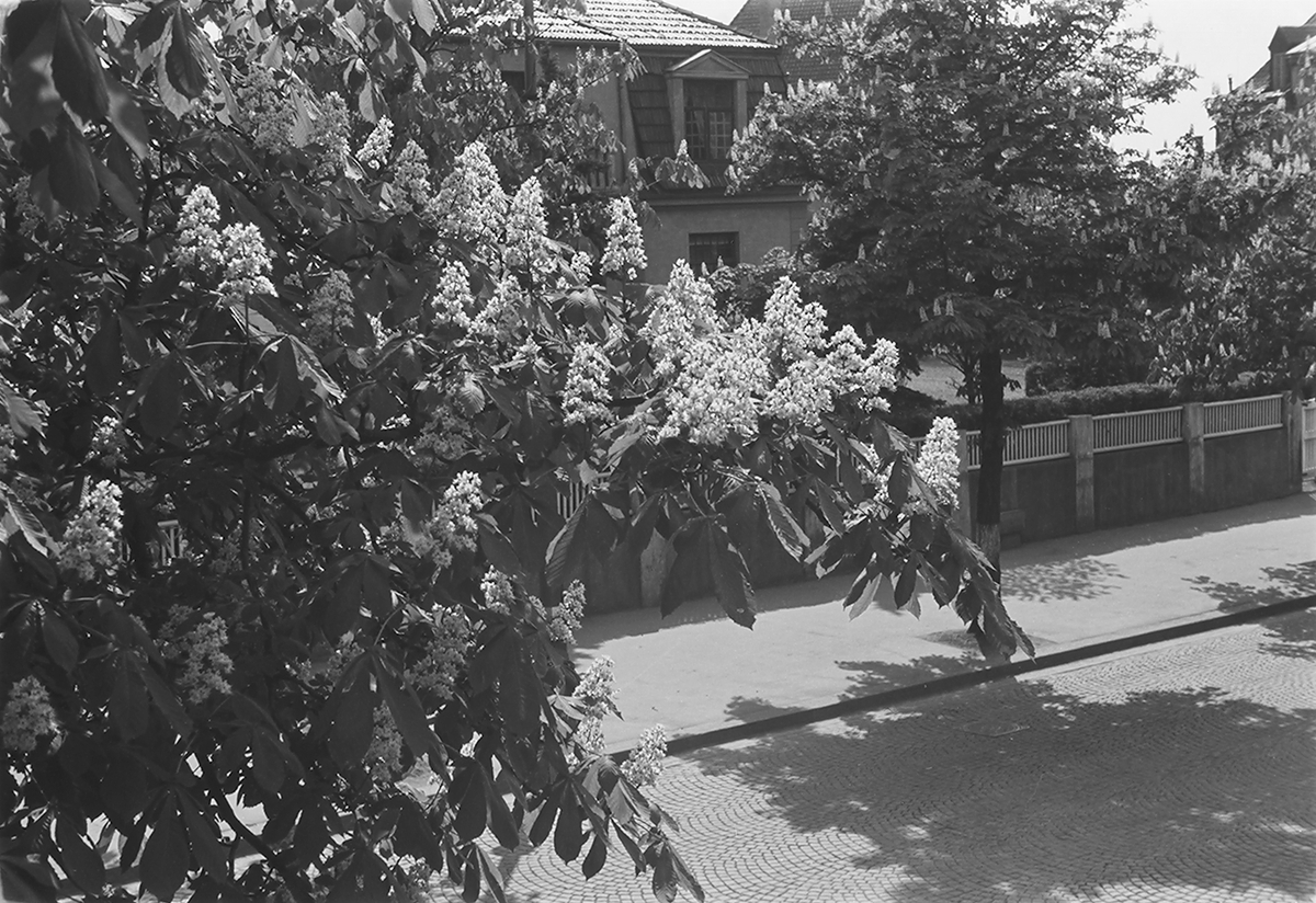 Kastanjeblomstring i brosteinslagt gate. Anntatt i Oslo. Fotografert 1940.