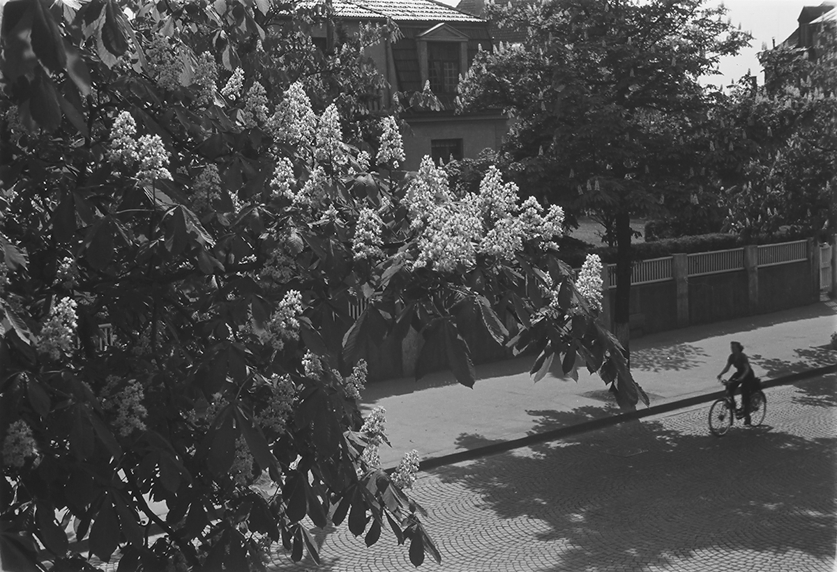 Syklist i kastanjeblomstring og brosteinslagt gate. Anntatt i Oslo. Fotografert 1940.