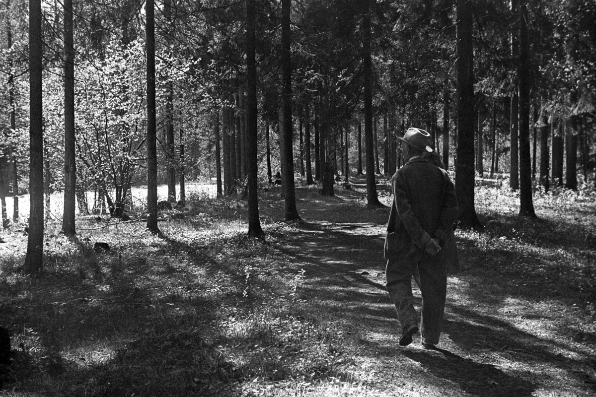 Fotografen tar en tur på hjemlige trakter, her fotografert i et skogholt.