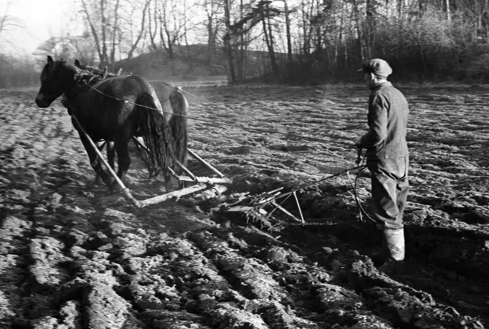Prot: Höstplöiing - Kongsgård