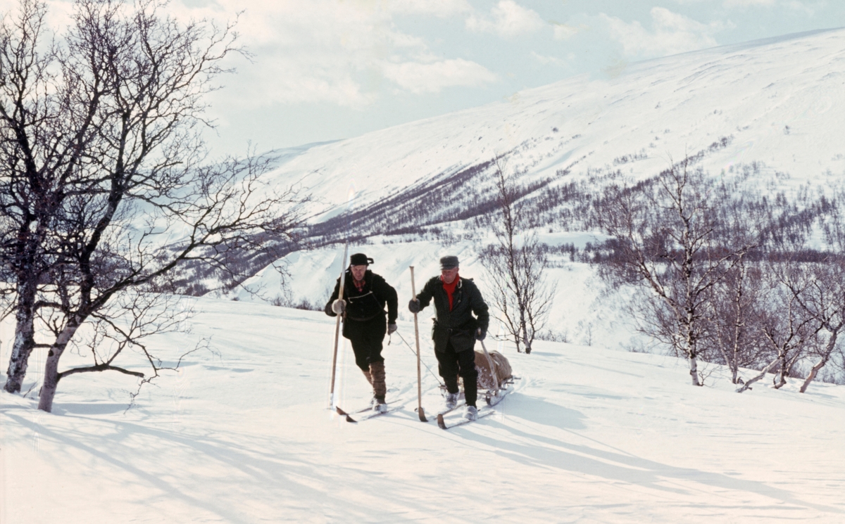 Snarefangst etter rype, Lesja i mars 1968. Transport av ryper med skikjelke. T.v. Edvard Dorseth, Lesjaverk, t.h. Ola Bergene fra Bjorli.