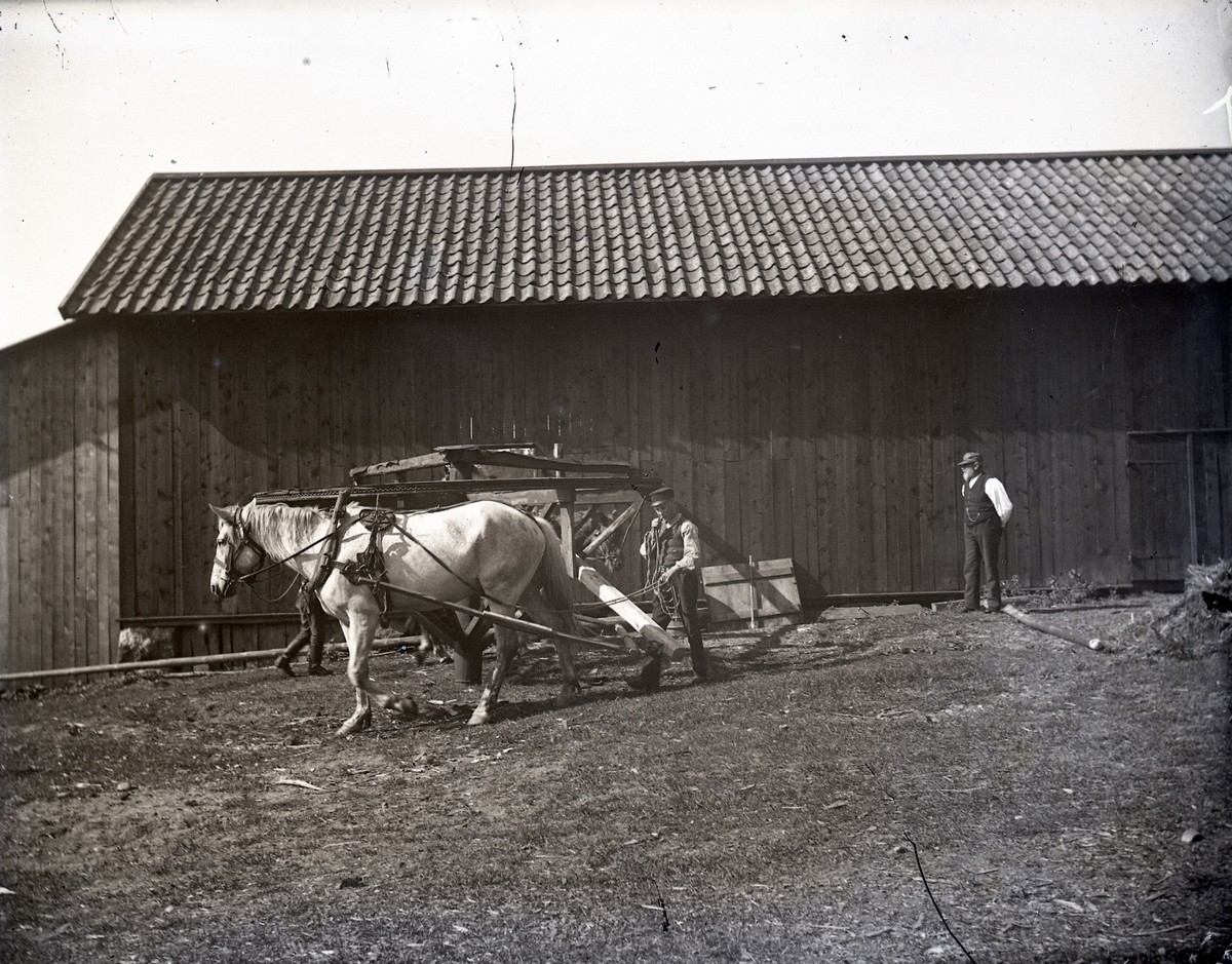 Hästvandring "Trask"