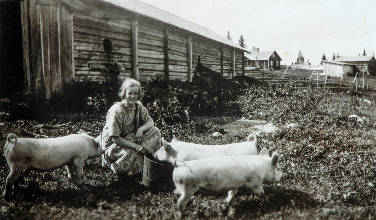 Lavlia seter i Vang. Størhuset på Rabstad. ukjent jente mater 3 griser. Holsvillaen i bakgrunnen bak Rabstadfjøset. Rabstadfjøset ble gitt som gave til Hedmarksmuseet av Kirsten og Bjørn Thomassen i 1980. Fjøset ble oppsatt på Hedmarksmuseet i 1981.