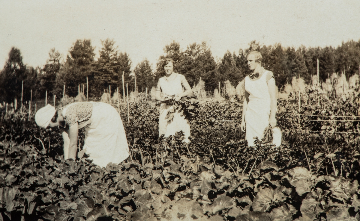 Karset (63/1). Fra Pauline Karsets tid på Elverum husholdningskole på mellom Houm i Heradsbygda i 1922. I 1907 ble det opprettet husholdningsskole på Østre Grundset, i 1916 flyttet til søndre Houm, i 1922 flyttet til mellom Houm og 1934 flyttet til Graff.