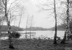 Vy mot Forsholmen i Rimforsa 1902. Av öns bebyggelse skymtar Forsaborg och hamnmagasinet. Till höger järnvägsbron över Kinda kanal.