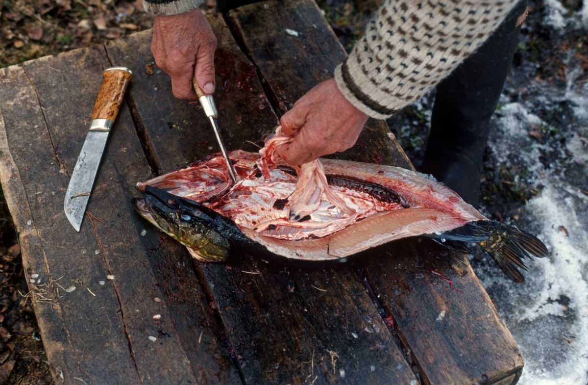 Joseph Bakken (1898-1989) klargjør ei gjedde (Esox lucius) for konserverende tørking ved å fjerne innvollene fra mageregionen på den store fisken. Fotografiet er tatt i Tufsingdalen i Os kommune i Os kommune i Nord-Østerdalen, der det i gytetida om våren foregikk et stort gjeddefiske. Gjedda gikk inn på de sivbevokste grunnene mot land, hvor fiskerne hadde satt garn. Joseph Bakken fortalte at han brukte å fange mellom 100 og 300 kilo gjedde i løpet av den uka dette fisket foregikk. Slike kvanta gikk det ikke an å konsumere i et hushold mens fisken vart fersk. Derfor ble mye av gjedda konservert med sikte på langtidslagring. Først ble det gjort et snitt langsmed ryggen, og på de største gjeddene skar fiskerne ut ryggbeinet. Deretter ble fisken maget og vasket med ei «tuggu», en liten skrubb av bjørkeris. Så fulgte et par døgn i saltlake. Dermed var gjedda klar for den egentlige tørkinga. Fiskeren stakk da en forholdsvis lang opphengspinne gjennom øyeåpningene på fisken. Deretter supplerte han med et par kortere pinner som skulle holde magerommet åpent og utspilt. På denne måten ble gjedda hengende eksponert for sol og vind et par uker. I denne perioden ble det dannet ei hinne ytterst i fiskekjøttet, før det ble for mye insektliv i lufta. I denne tilstanden kunne fisken lagres mørkt og svalt i et stabbur. Slik kunne den magre gjedda lagres i flere år uten at den ble harsk. Når den skulle brukes i et middagsmåltid måtte den legges i vann et par døgn før den kunne kokes.