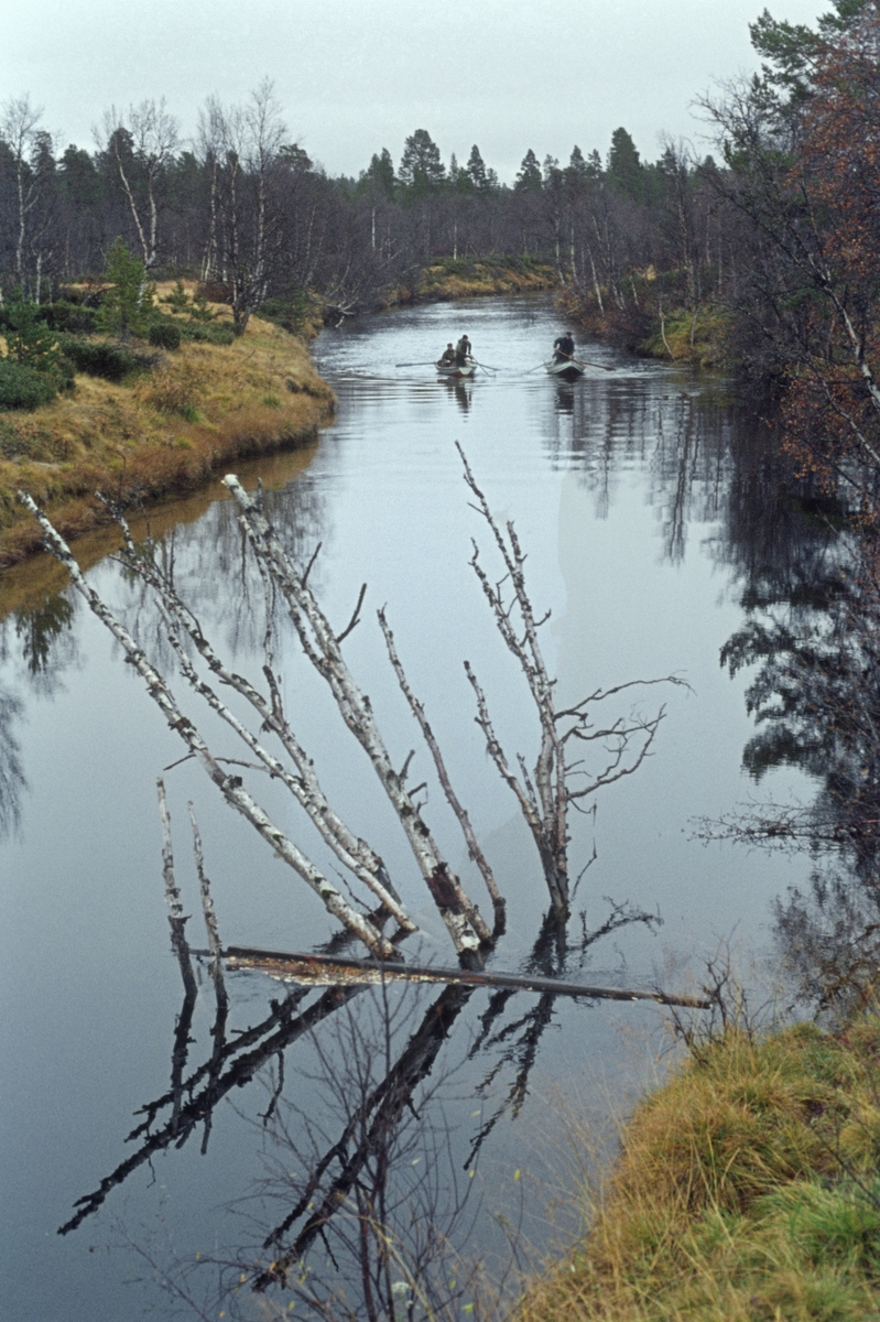 Såkalt «bøklingfiske» etter sik (Coregonus lavaretus) i elva Tufsinga i Os i Hedmark. Båtene bøkler oppover elva.
Åsmund Eknæs, som var konservator ved Norsk Skogbruksmuseum, beskrev bøklingfisket i Tufsinga slik i boka «Innlandsfiske» (1979): «Når ein fiskar med not etter sik i elva Tufsinga ved Femund, er «bøklinga» ein heilt nødvendig føresetnad for eit godt resultat. I oktober, når siken er på veg oppover den smale elva, driv dei dette særeigne fisket på denne måten: To mann dreg med båten 50-100 meter nedanfor den staden der dei skal setje nota. Så ror den eine sakte oppover att, medan den andre brukar bøkkelen [ei stang med en boks i den eine enden, som støytast ned i vatnet for å skremme fisken] og jagar siken framfor seg. Så set dei den 25 meter lange og 1, 7 meter høge nota så fort som råd tvers over elva. To mann i ein annan båt har i mellomtida drege ca. 100 meter oppover i elva, og når nota er på plass, tek dei til å bøkle nedover mot henne. Når dei er like ved nota blir ho dregen så fort som råd inn mot det eine landet. Og er dei heldige, kan det vere fleire hundre halvkilos sikar i nota. »