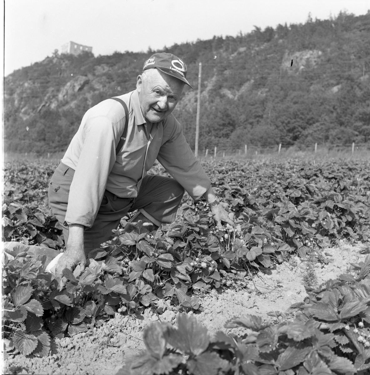 En man med Lantmännen-keps sitter på huk i ett jordgubbsland. På höjden bakom honom skymtar Brahehus.