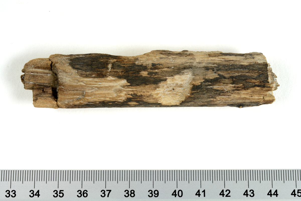 Tilspisset planke av tre, vedartsbestemmt av Helge I. Høeg til or.