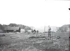 Lindallén planteras vid herrgården på Vallby friluftsmuseum i Västerås.