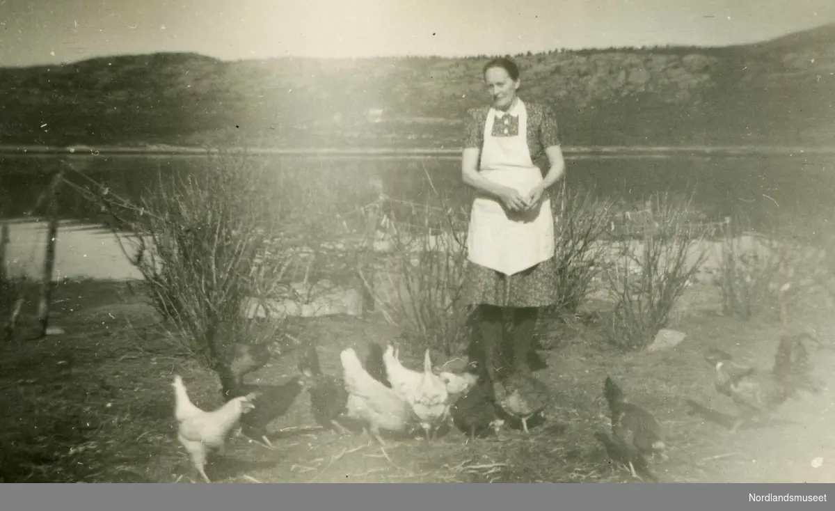 Ingvarda Helene Olsen, pikenavn Pedersen, (f. 1894) mater hønene heime på gården Kvandalsmo i Skotsfjord, Steigen.