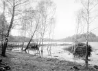 Vy mot Forsholmen i Rimforsa 1902. Av öns bebyggelse skymtar Forsaborg och hamnmagasinet. Till höger järnvägsbron över Kinda kanal.