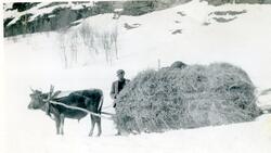 Mørkedalen (1920-40 åra)
Martin Løvset, g.nr. 79.5
Martin Løvset hadde ikkje hest, han hadde køyreokse. Biletet kan vera frå Nørdre Bergo eller frå Heimdale der han hadde heimstølen sin.
Martin kom til Nørdre Bergo i 1919, men me veit at han hadde køyreokse i alle fal fram til 1946.