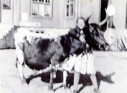 Bufaring heim i 1940. Bildet er teke ved Forbrukeren i sentrum.
Ingrid (født Løken) Wigernæs med gromkyre si, "Bakrei".
Ingrid fortel at dette var ein tung dag for Bakrei skulle slaktast.
Kyrne hadde dei hjå Guri og Olaf Kven på Preinsrudstølen i åra 1937 t.om. 1940. Ingrid fortel at ho var med både på stølen og heim att frå stølen. Ingrid er 13 år bå dette biletet.
