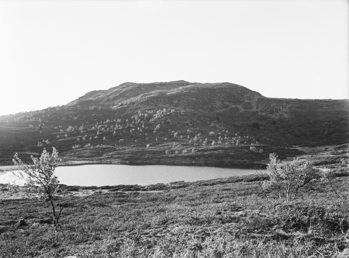 Ringebu. Trabelia. Trabelifjell.