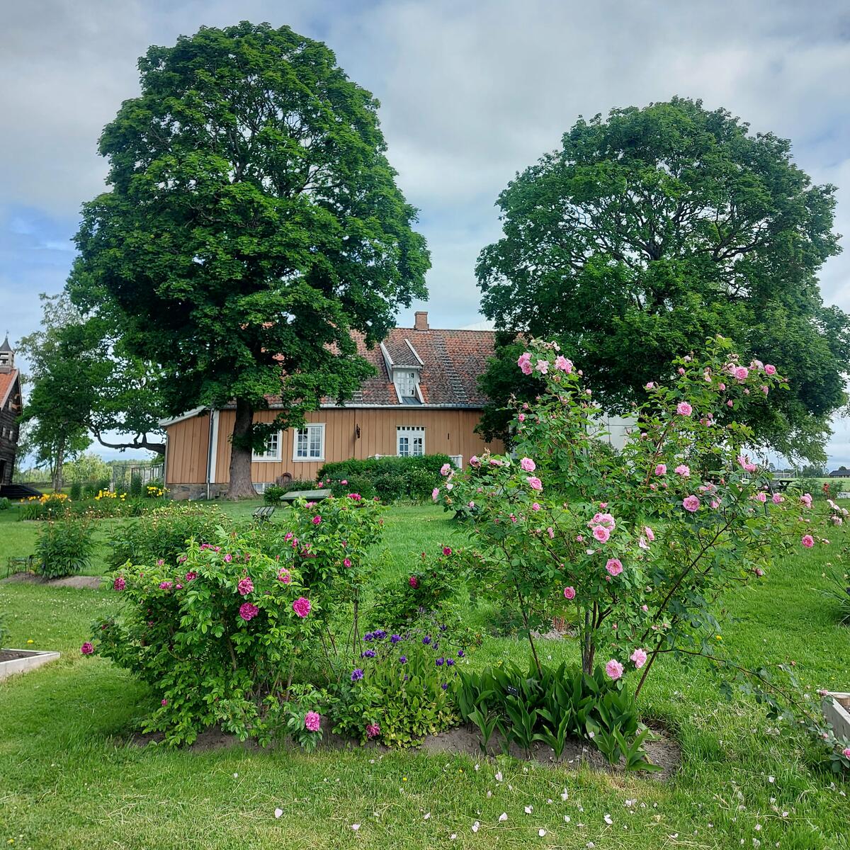 Bildet viser en hage med vakre blomster.