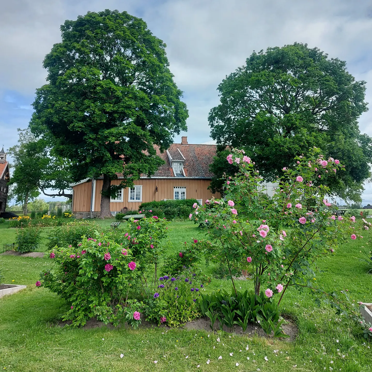 Bildet viser en hage med vakre blomster.
