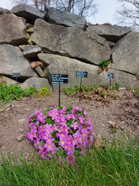 Bildet viser en hage med vakre blomster.