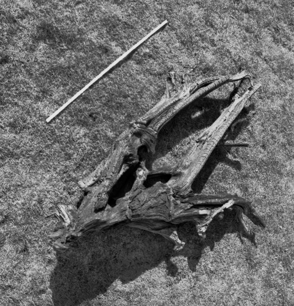 Trerot
Tre
Tilhører Botanisk Museum UIB, Ca. 800 år