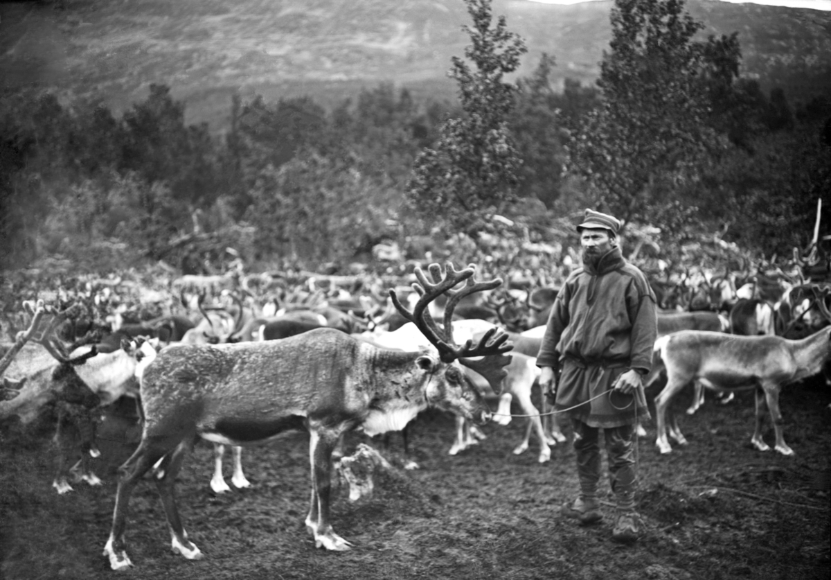 Samisk mann med reinsdyr
Fotografert 1900 Ca.