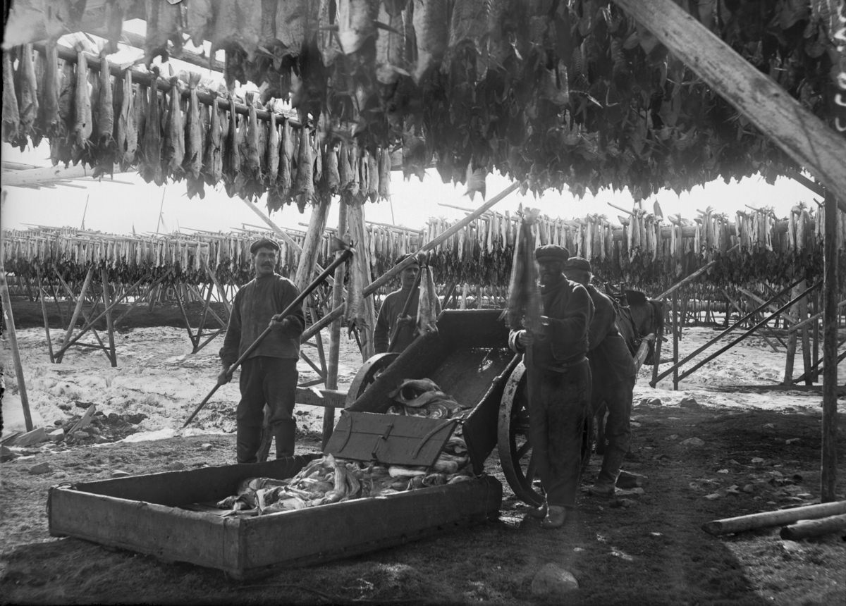 Fisk henges på Gjel, Tørrfisk
Fotografert 1900 Ca.
