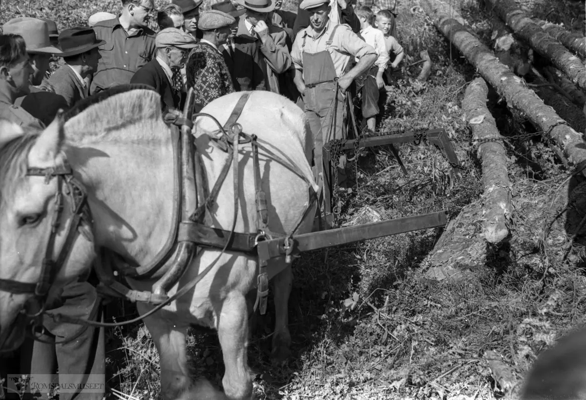 "Fylket si utstilling på Alexandra 17.12.1953"."Romsdalsutstillinga"