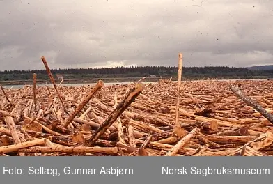 En del av tømmerbeholdningen samlet i en stor tømmervase ved Skage Lense 1965.