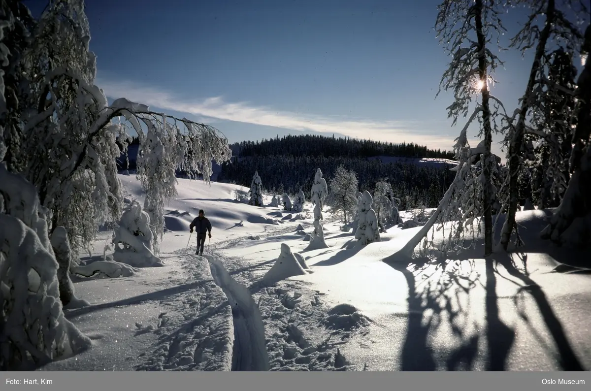 skog, skiløype, kvinne, skitur, snø