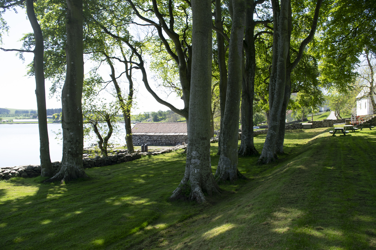 Kartlegging av rødlistede kryptogamer på trærne rundt Utstein Kloster. Bøketrær, Utstein Kloster 3.