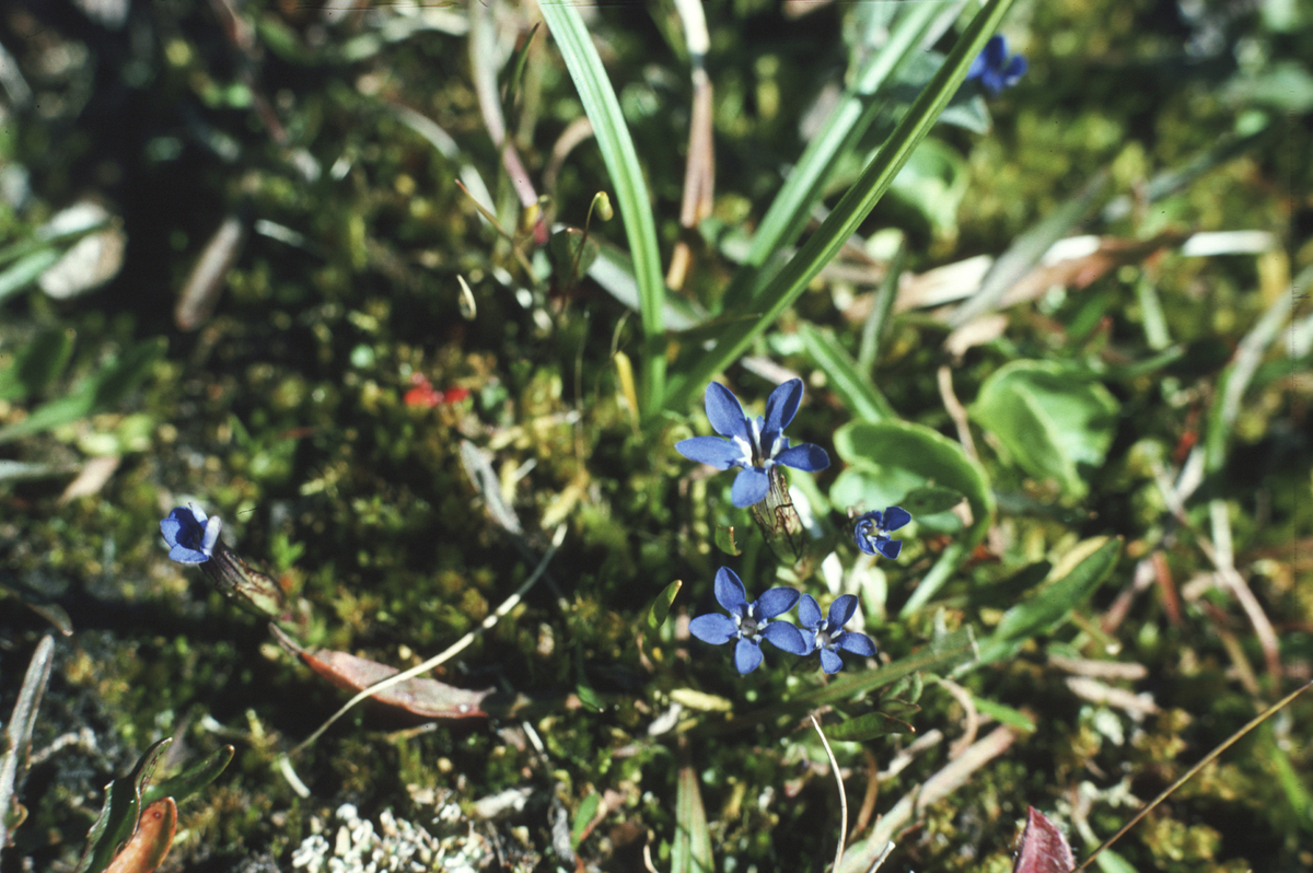 Gentiana nivalis (snøsøte). 