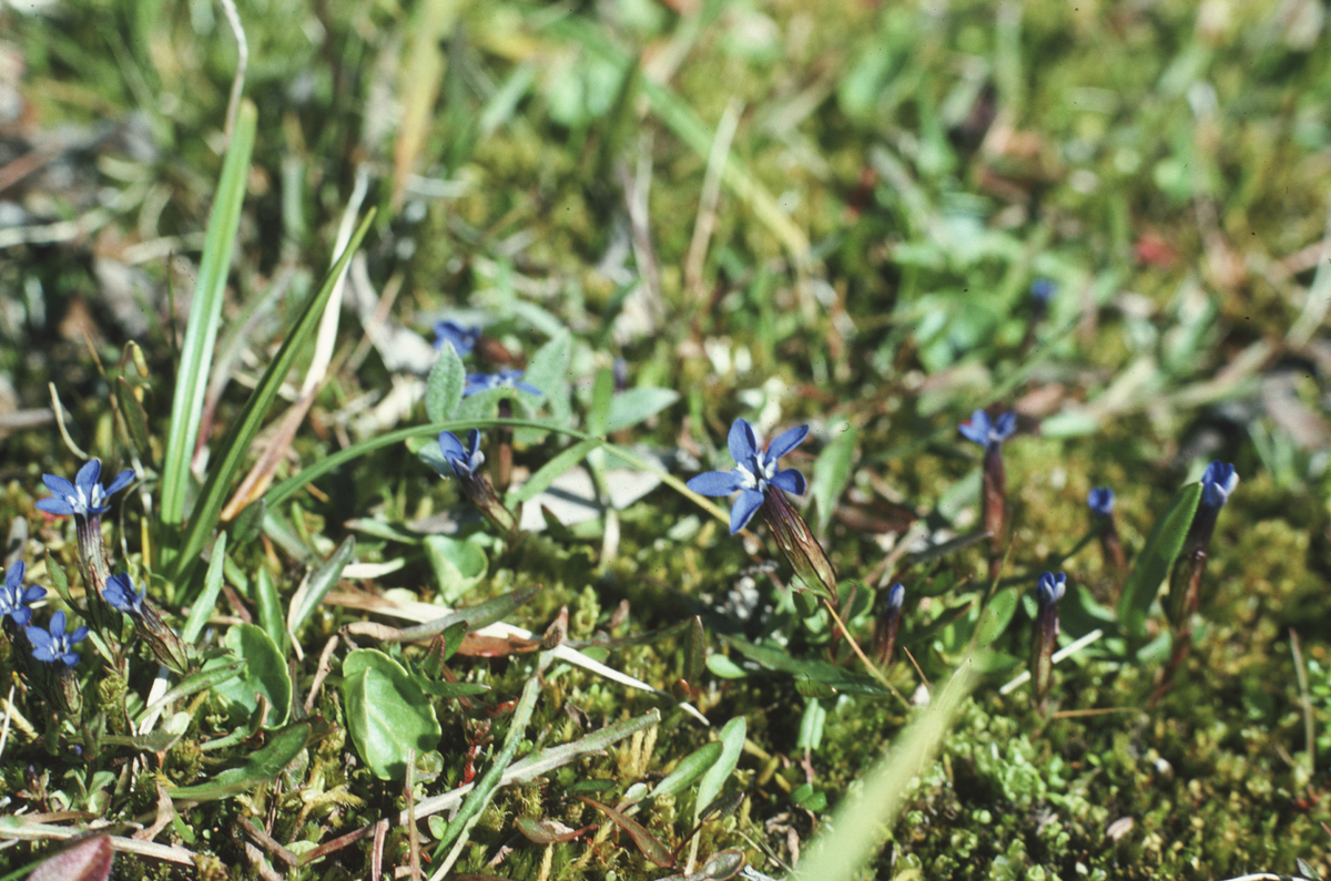 Gentiana nivalis (snøsøte). 