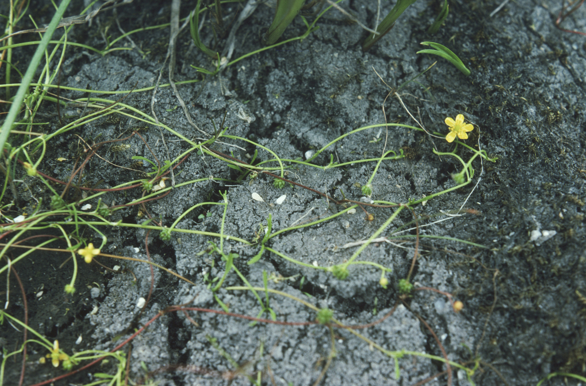 Ranunculus - - - på bunnen av inntørket dam. 