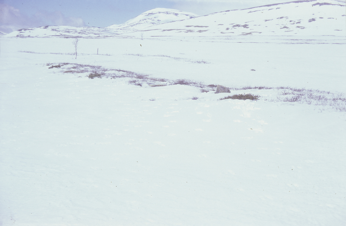Skarven, snømålestedet ca 1040 m.o.h. Villreinspor på snøoverflate med (hardhet?) ca. 100 eller mer. 