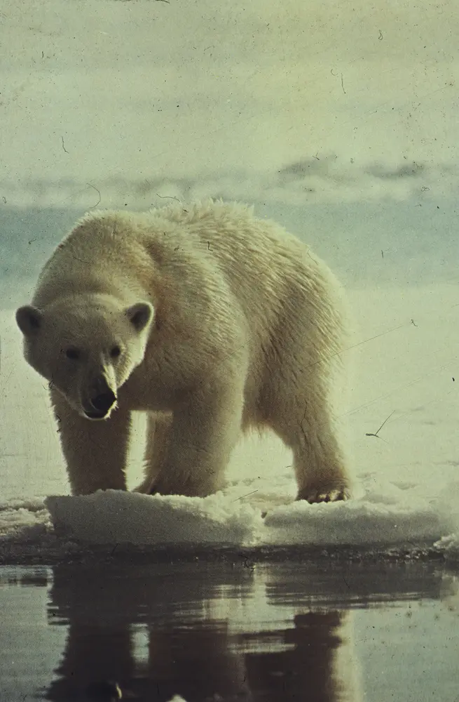 Fra haug ok heidni nr. 1, 1985