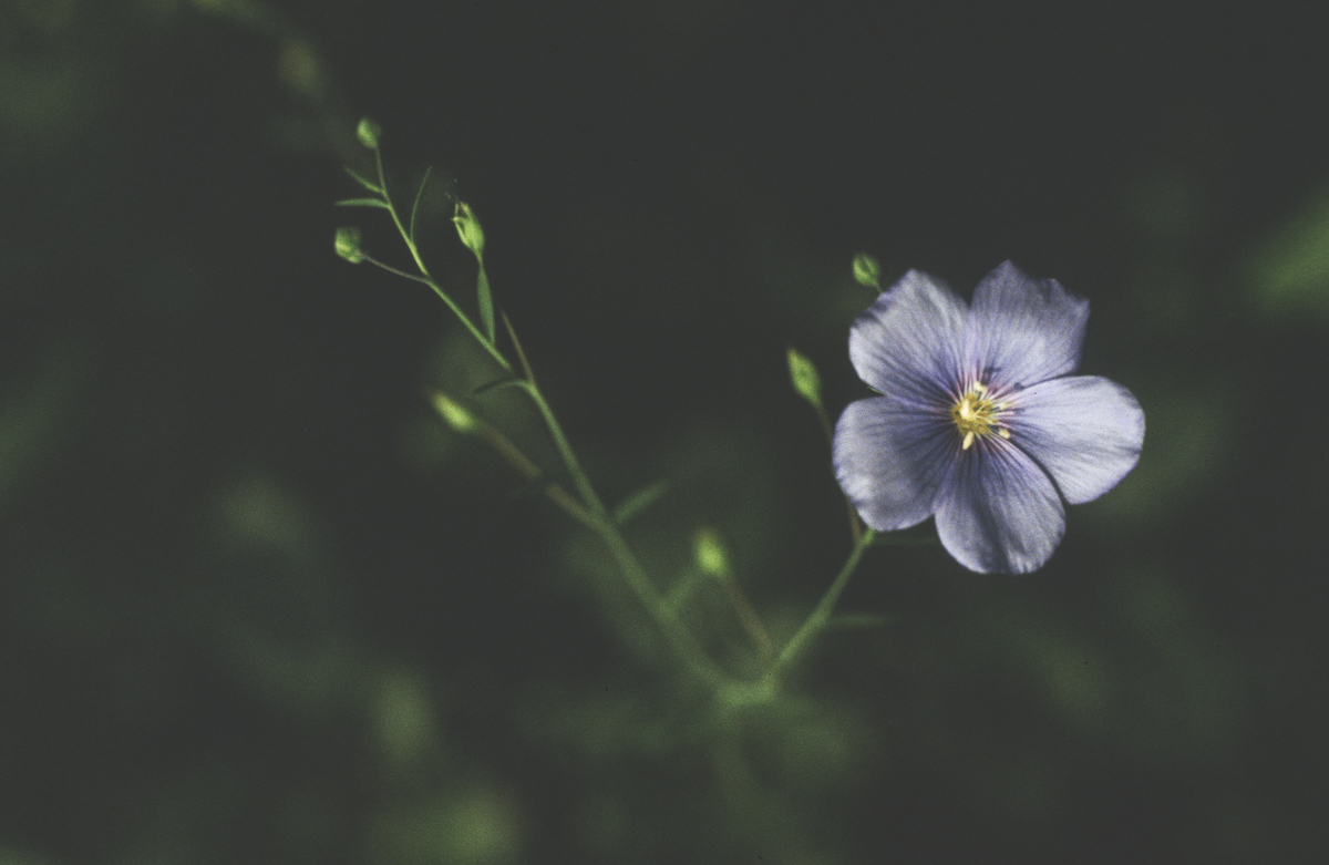 En vill lin-art (linum flavum).