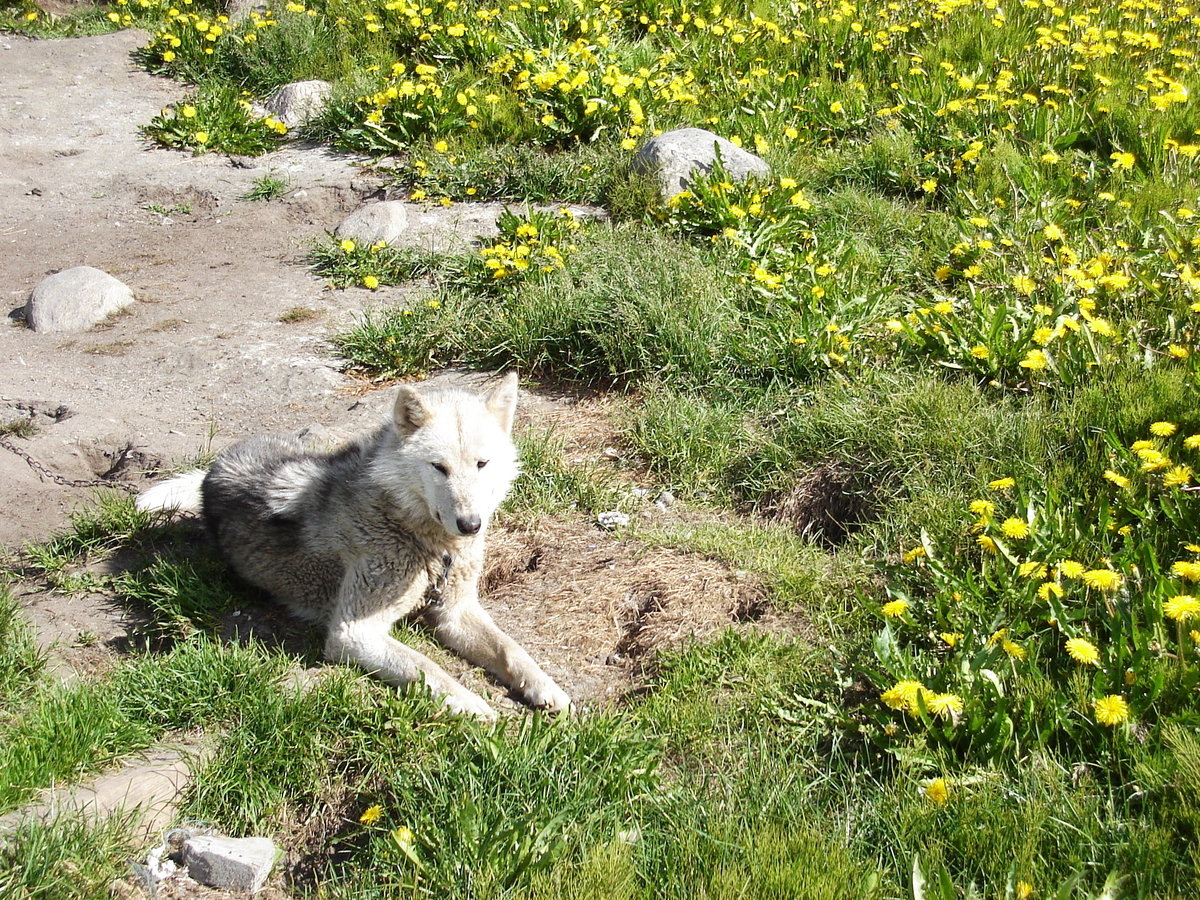 Grønlandshund på Grønland.