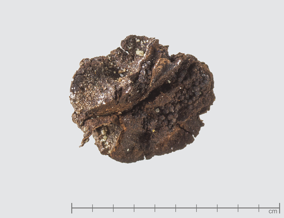 Prøve 634. Villeple. Del av kjernehus fra Kvitsøy.
Malus sylvestris (villeple). Del av helt eple SF 212163 oppdelt i laboratoriet. Med larve-ekskrementer, sannsynligvis av epleglansvikler Cydia pomonella.