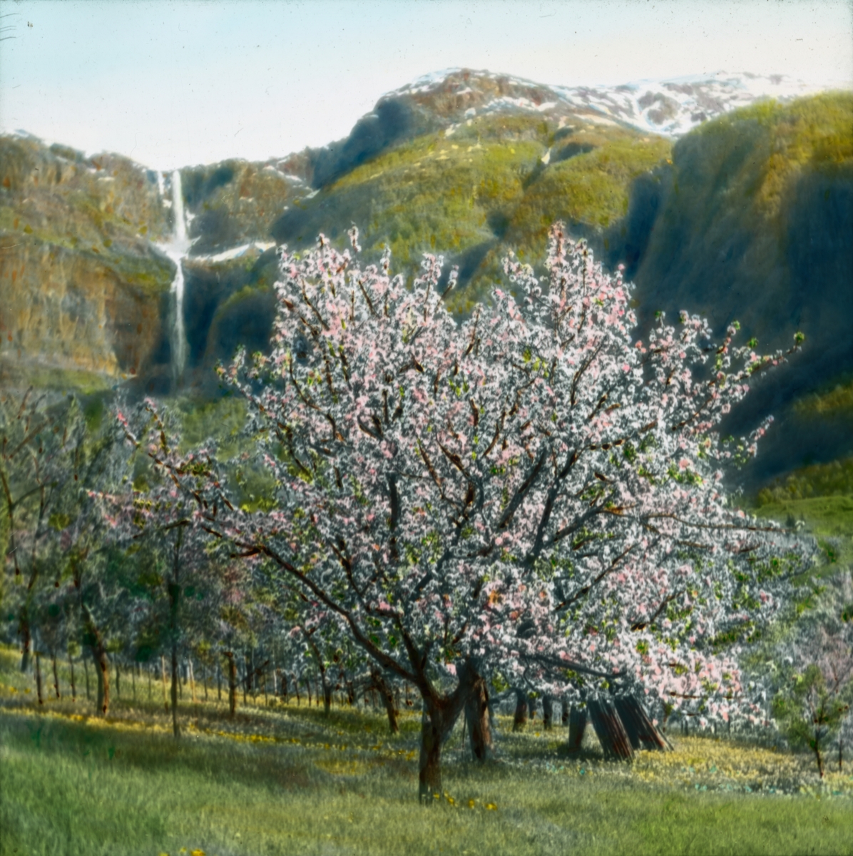 Håndkolorert dias. Frukttrær blomstrer i Hardanger. I bakgrunnen skimtes bratte, grønne åser, en foss og snø i fjellet.