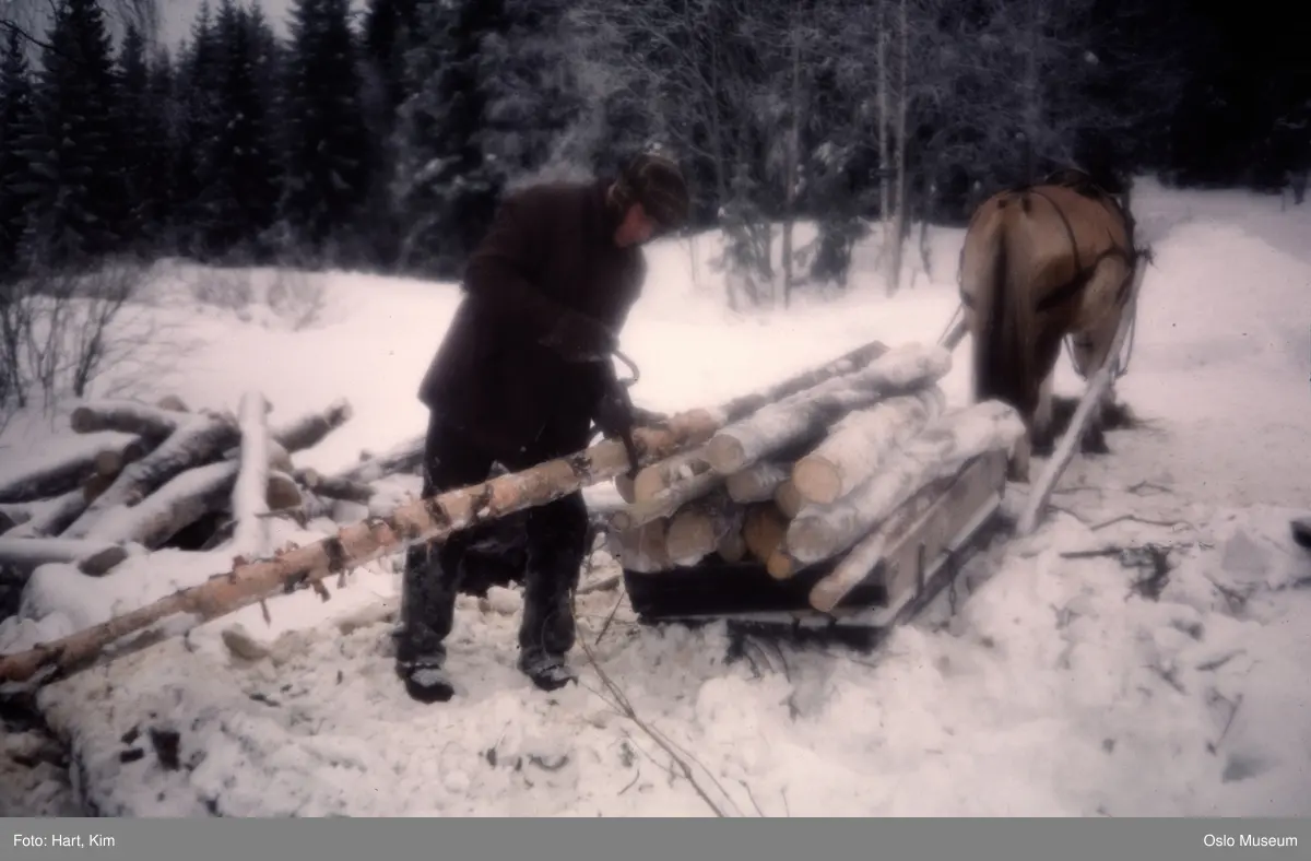 skog, vei, hest, slede, mann, tømmertransport, snø