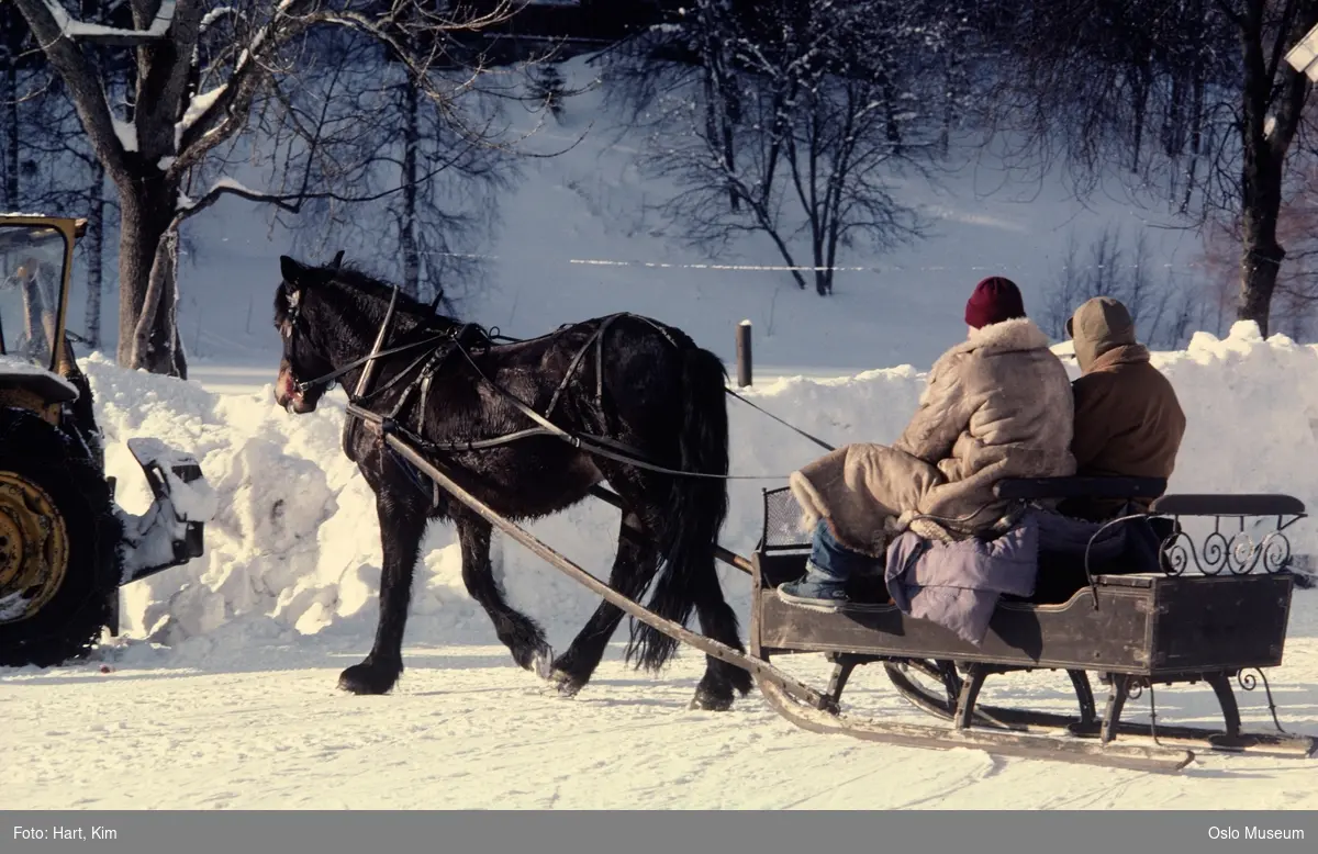 hest, slede, mennesker, snø