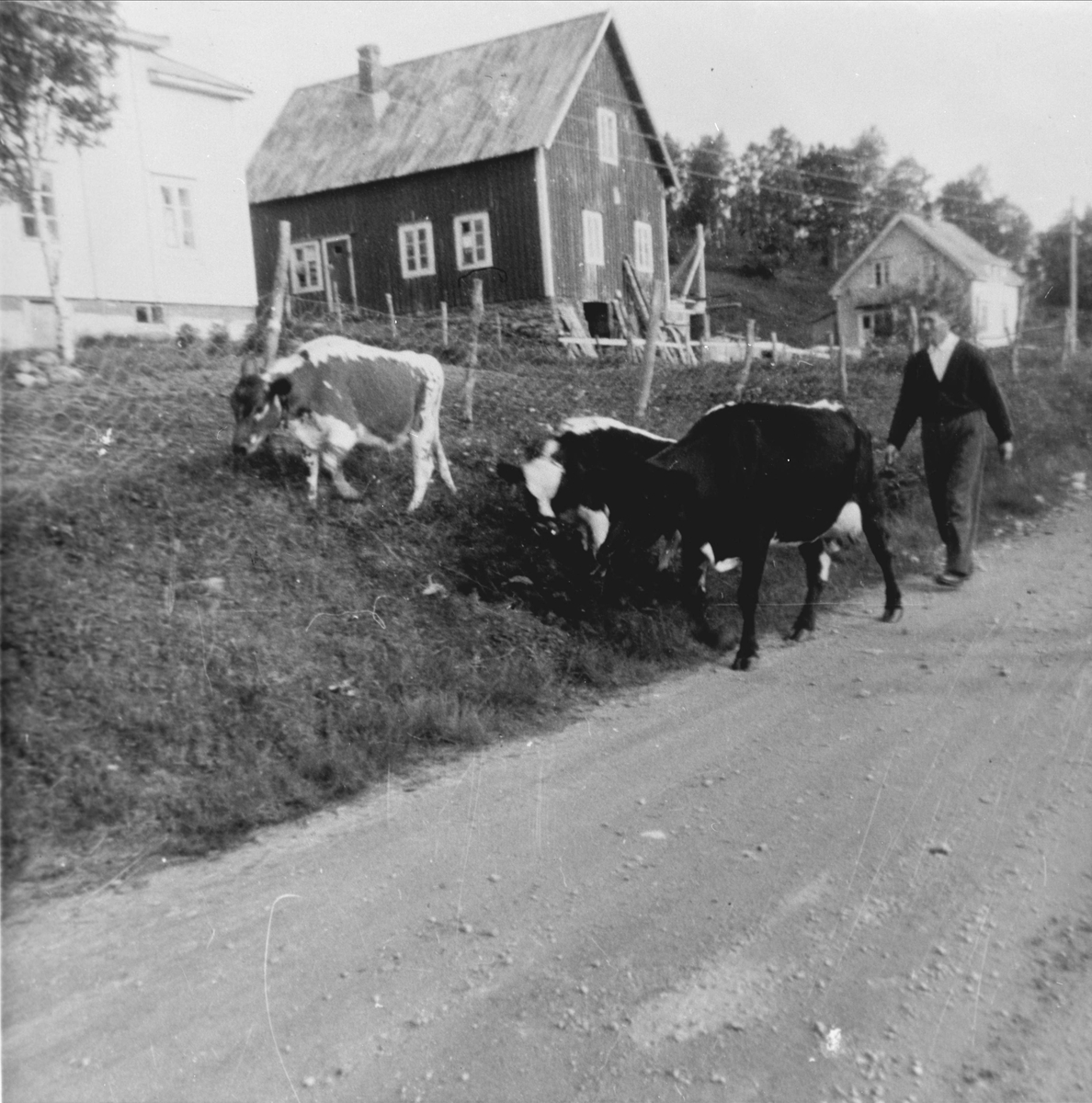 Kuslepp på gården Annamo i Grovfjord.