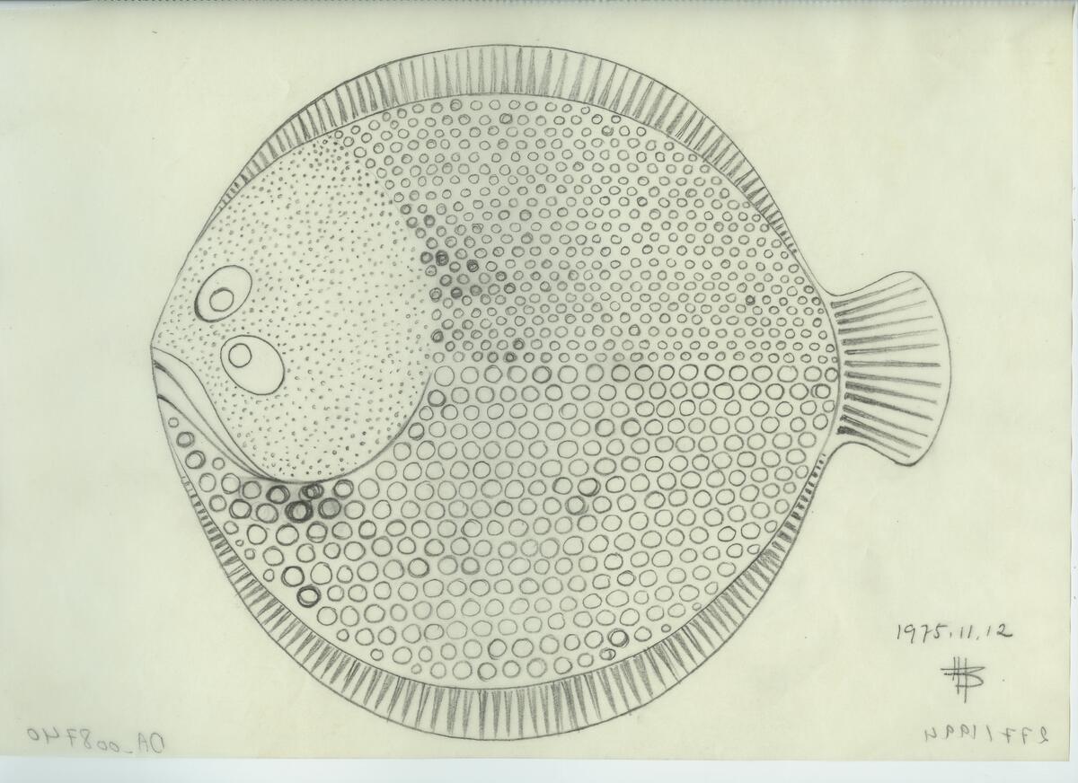 Skisser och referensmaterial till olika porslin- och glasföremål som grytor, kannor, koppar med fat, servisglas m.m. Bland annat formgivning för Rosenthal. Några skisskopior av Tapio Wirkkalas formgivning för Venini - inspirationsmaterial?