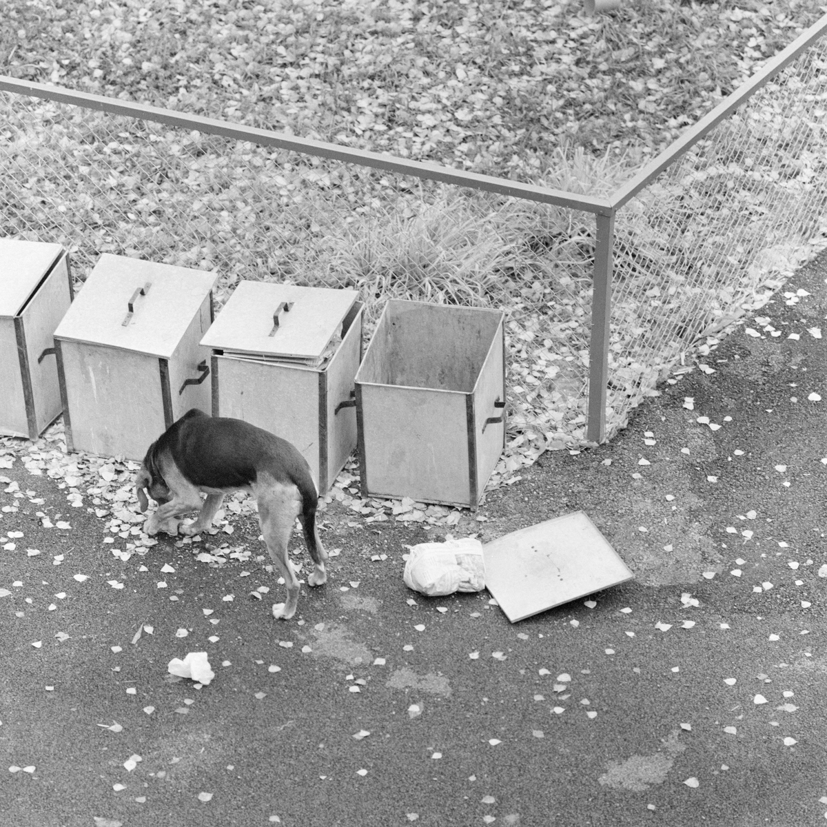 Hundebesøk i søppelkasser i Røa centrum