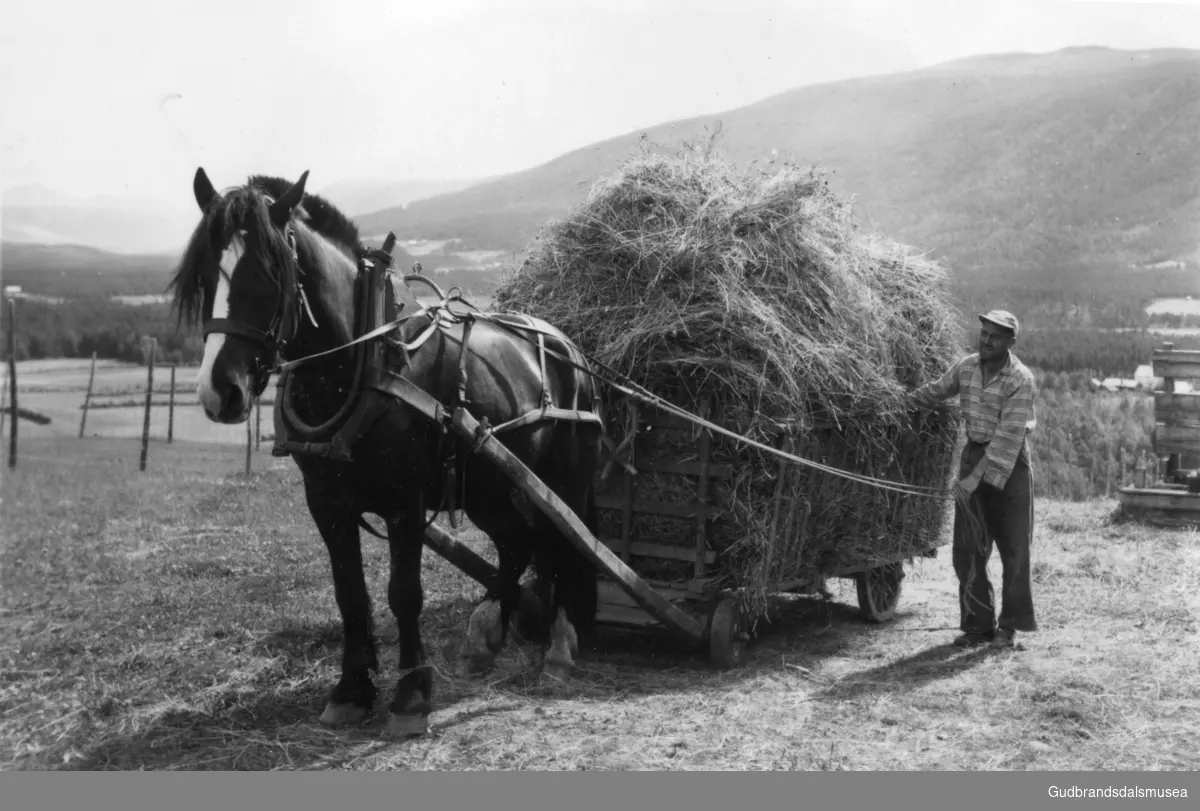 Torstein Rolstad køyrer tørrfôr på Søre Rolstad i Lesja i 1959.