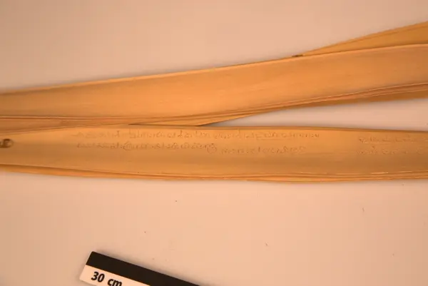 Malebarisk manuskrift, skrevet på 5 palmeblader