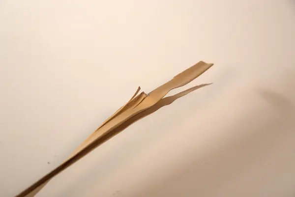 Malebarisk manuskrift, skrevet på 5 palmeblader