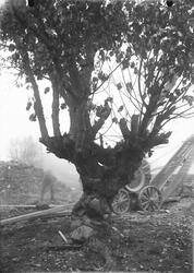 Knotigt, hamlat träd invid en arbetande man invid en stenhög