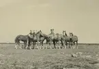 En flock hästar betar på alvaret.