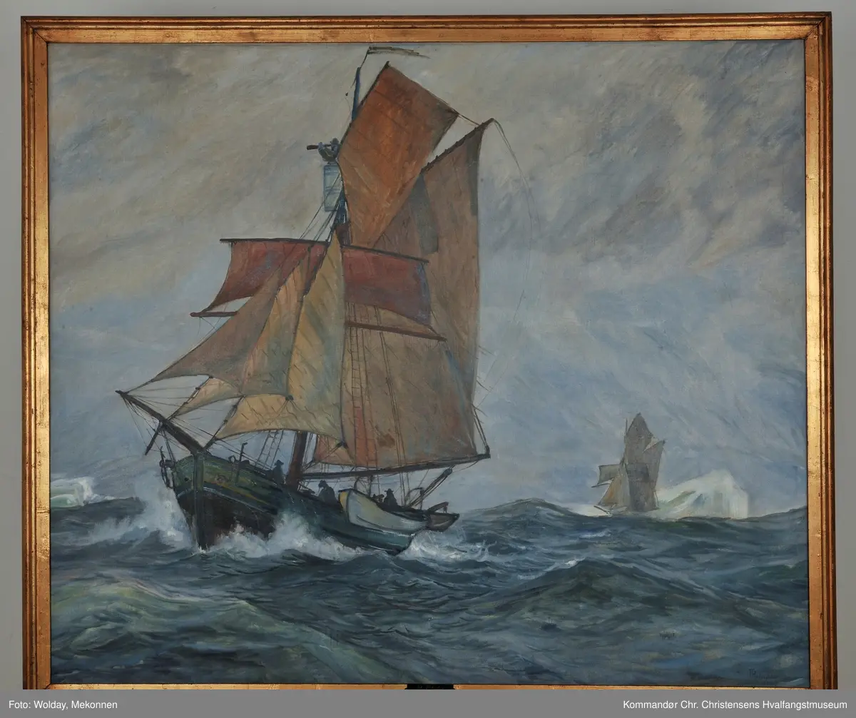 Bottlernosfangere ved Spitsbergen